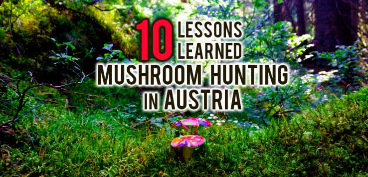Surviving Europe: 10 Lessons Learned Mushroom Hunting in Austria Main
