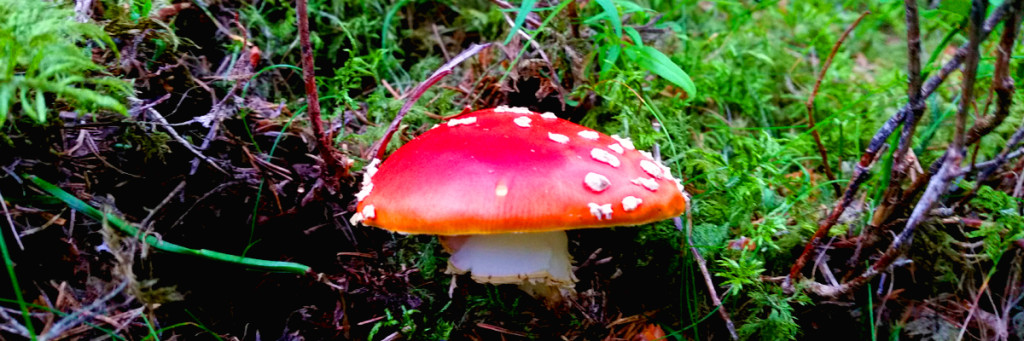 Surviving Europe: 10 Lessons Learned Mushroom Hunting in Austria 5