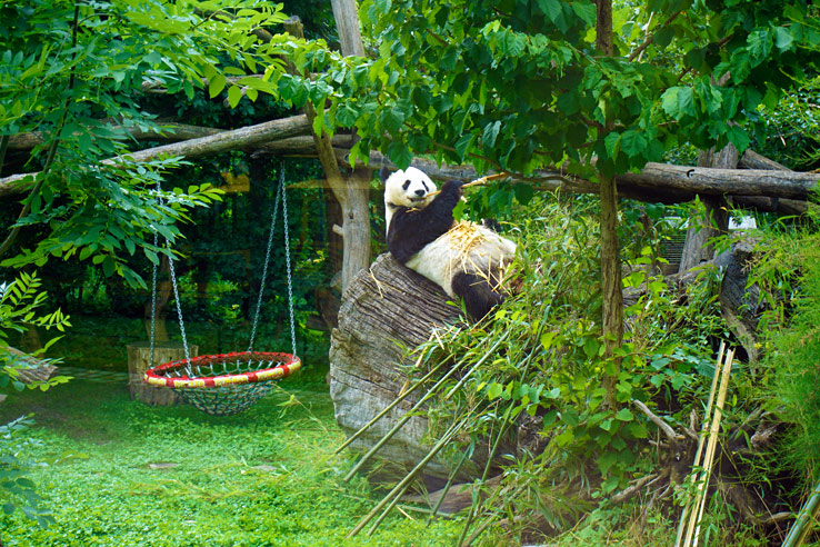 Surviving Europe: 5 Days in Bratislava Our Guide to the Capital of Slovakia - Tiergarten Schönbrunn Panda