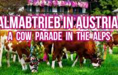 Surviving Europe: Almabtrieb in Austria A Cow Parade in the Alps the Alps - Feature